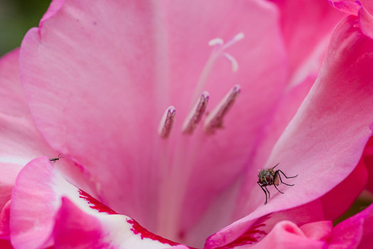 Thumbnail Album Insect Macros