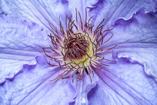 Thumbnail Album Plant Macros